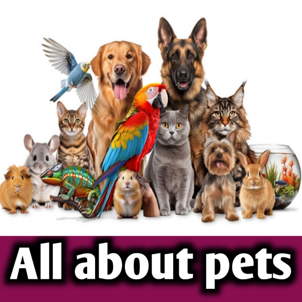 All about pets