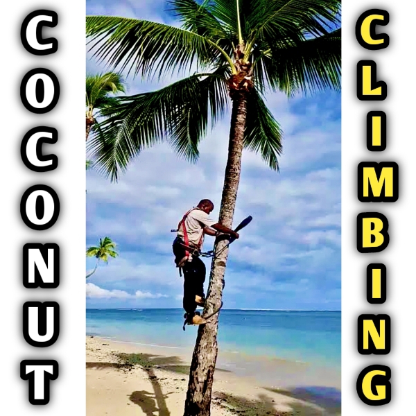 COCONUT  CLIMBING 